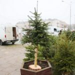 18.12.2020 Kielce. Sprzedaż choinek na placu Wolności / Wiktor Taszłow / Radio Kielce