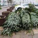 18.12.2020 Kielce. Sprzedaż choinek na placu Wolności / Wiktor Taszłow / Radio Kielce