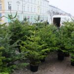 18.12.2020. Kielce. Choinki i karpie na kieleckich targowiskach / Wiktor Taszłow / Radio Kielce