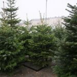 18.12.2020 Kielce. Sprzedaż choinek na placu Wolności / Wiktor Taszłow / Radio Kielce