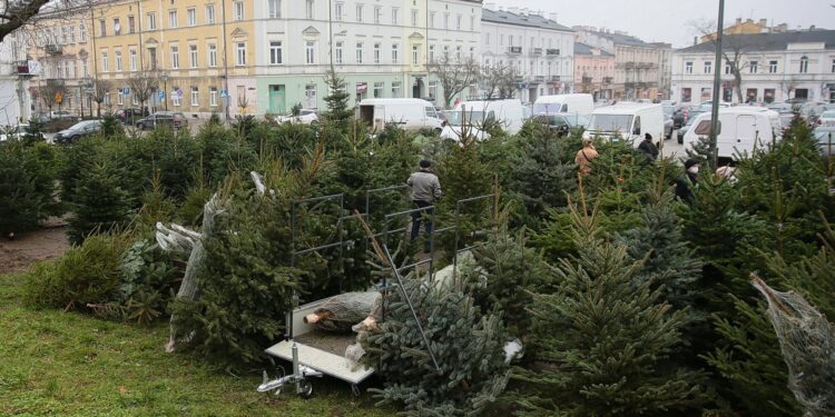 18.12.2020 Kielce. Sprzedaż choinek na placu Wolności / Wiktor Taszłow / Radio Kielce