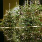 22.12.2020. Kielce. Dekorowanie sceny w Szkole Muzycznej w związku z koncertem sylwestrowym / Wiktor Taszłow / Radio Kielce