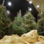 22.12.2020. Kielce. Dekorowanie sceny w Szkole Muzycznej w związku z koncertem sylwestrowym / Wiktor Taszłow / Radio Kielce