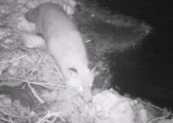 Nadleśnictwo Baligród