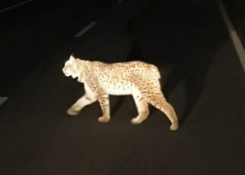 Damian Mróz/facebook