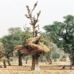 30.01.2021. Muzyczne podróże. Kraina Dongów. Mali / Danuta Rasała