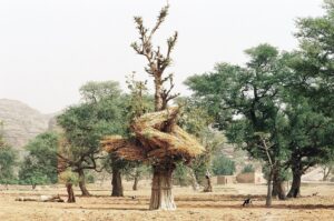 30.01.2021. Muzyczne podróże. Kraina Dongów. Mali / Danuta Rasała