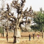 30.01.2021. Muzyczne podróże. Kraina Dongów. Mali / Danuta Rasała