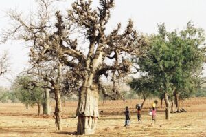 30.01.2021. Muzyczne podróże. Kraina Dongów. Mali / Danuta Rasała