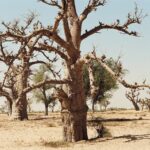 30.01.2021. Muzyczne podróże. Kraina Dongów. Mali / Danuta Rasała