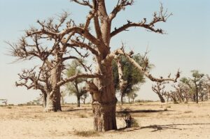 30.01.2021. Muzyczne podróże. Kraina Dongów. Mali / Danuta Rasała