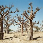 30.01.2021. Muzyczne podróże. Kraina Dongów. Mali / Danuta Rasała