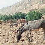 30.01.2021. Muzyczne podróże. Kraina Dongów. Mali / Danuta Rasała