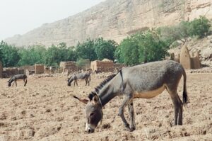 30.01.2021. Muzyczne podróże. Kraina Dongów. Mali / Danuta Rasała