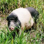 30.01.2021. Muzyczne podróże. Dolina Baliem. Papua Zachodnia. Indonezja / Danuta Rasała