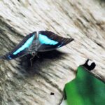 23.01.2021. Muzyczne podróże. Wenezuela. Park Narodowy Canaima / Danuta Rasała