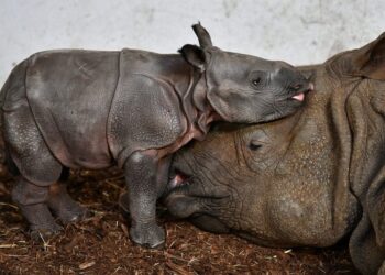 Wrocław, 12.01.2021. Kilkudniowa samica nosorożca indyjskiego z matką na wewnętrznym wybiegu zoo / PAP/Maciej Kulczyński