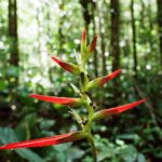 23.01.2021. Muzyczne podróże. Wenezuela. Park Narodowy Canaima / Danuta Rasała