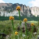 23.01.2021. Muzyczne podróże. Wenezuela. Park Narodowy Canaima / Danuta Rasała