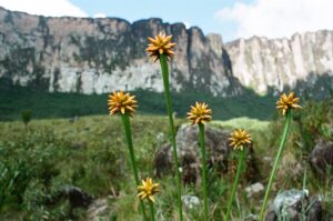 23.01.2021. Muzyczne podróże. Wenezuela. Park Narodowy Canaima / Danuta Rasała