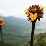 23.01.2021. Muzyczne podróże. Wenezuela. Park Narodowy Canaima / Danuta Rasała
