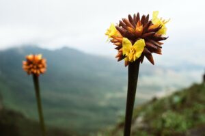 23.01.2021. Muzyczne podróże. Wenezuela. Park Narodowy Canaima / Danuta Rasała