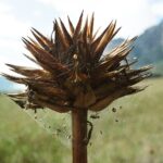 23.01.2021. Muzyczne podróże. Wenezuela. Park Narodowy Canaima / Danuta Rasała