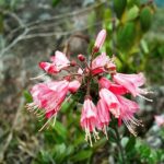 23.01.2021. Muzyczne podróże. Wenezuela. Park Narodowy Canaima / Danuta Rasała