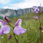 23.01.2021. Muzyczne podróże. Wenezuela. Park Narodowy Canaima / Danuta Rasała