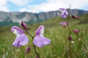 23.01.2021. Muzyczne podróże. Wenezuela. Park Narodowy Canaima / Danuta Rasała