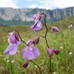 23.01.2021. Muzyczne podróże. Wenezuela. Park Narodowy Canaima / Danuta Rasała