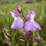 23.01.2021. Muzyczne podróże. Wenezuela. Park Narodowy Canaima / Danuta Rasała