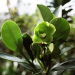 23.01.2021. Muzyczne podróże. Wenezuela. Park Narodowy Canaima / Danuta Rasała