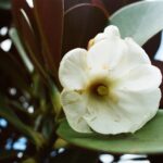 23.01.2021. Muzyczne podróże. Wenezuela. Park Narodowy Canaima / Danuta Rasała