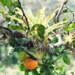 23.01.2021. Muzyczne podróże. Wenezuela. Park Narodowy Canaima / Danuta Rasała