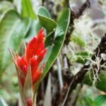 23.01.2021. Muzyczne podróże. Wenezuela. Park Narodowy Canaima / Danuta Rasała