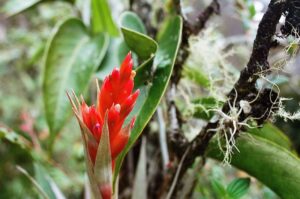 23.01.2021. Muzyczne podróże. Wenezuela. Park Narodowy Canaima / Danuta Rasała