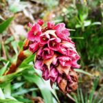 23.01.2021. Muzyczne podróże. Wenezuela. Park Narodowy Canaima / Danuta Rasała