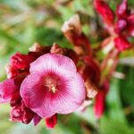 23.01.2021. Muzyczne podróże. Wenezuela. Park Narodowy Canaima / Danuta Rasała