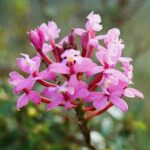 23.01.2021. Muzyczne podróże. Wenezuela. Park Narodowy Canaima / Danuta Rasała