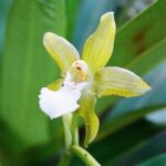 23.01.2021. Muzyczne podróże. Wenezuela. Park Narodowy Canaima / Danuta Rasała