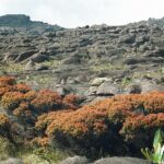 23.01.2021. Muzyczne podróże. Wenezuela. Park Narodowy Canaima / Danuta Rasała
