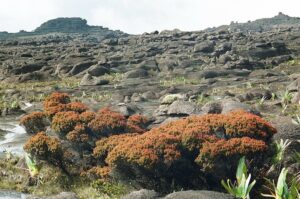 23.01.2021. Muzyczne podróże. Wenezuela. Park Narodowy Canaima / Danuta Rasała