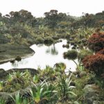 23.01.2021. Muzyczne podróże. Wenezuela. Park Narodowy Canaima / Danuta Rasała