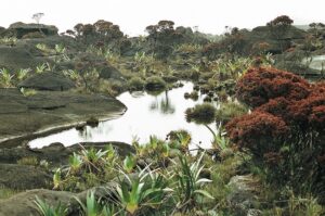 23.01.2021. Muzyczne podróże. Wenezuela. Park Narodowy Canaima / Danuta Rasała