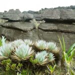 23.01.2021. Muzyczne podróże. Wenezuela. Park Narodowy Canaima / Danuta Rasała