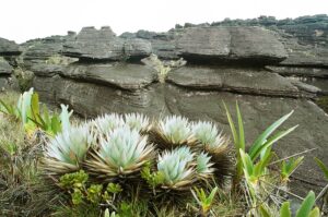 23.01.2021. Muzyczne podróże. Wenezuela. Park Narodowy Canaima / Danuta Rasała