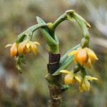 23.01.2021. Muzyczne podróże. Wenezuela. Park Narodowy Canaima / Danuta Rasała