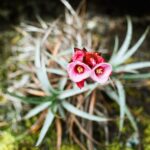 23.01.2021. Muzyczne podróże. Wenezuela. Park Narodowy Canaima / Danuta Rasała