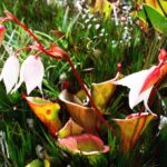 23.01.2021. Muzyczne podróże. Wenezuela. Park Narodowy Canaima / Danuta Rasała